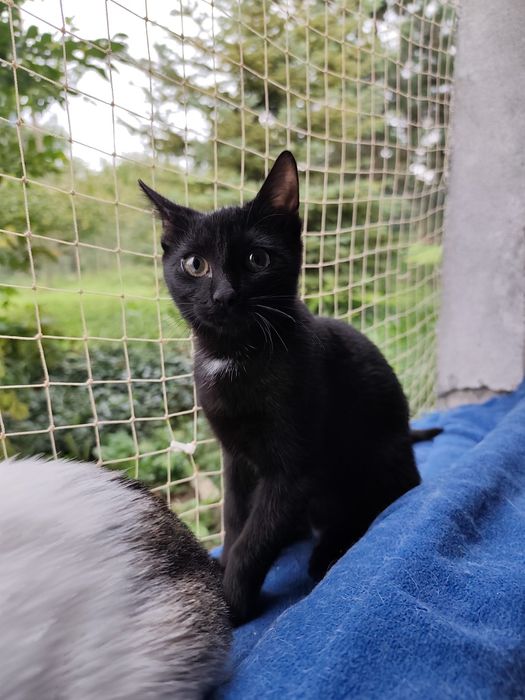 Pokochaj czarną Mambusię