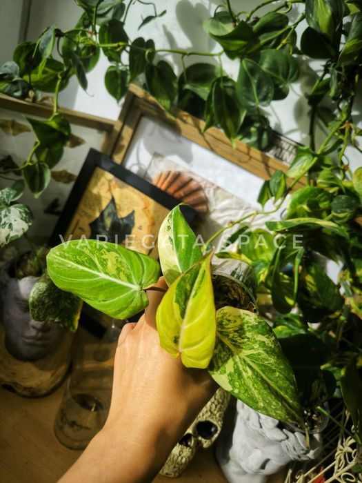 Philodendron Gloriosum tricolour variegata filodendron tricolor