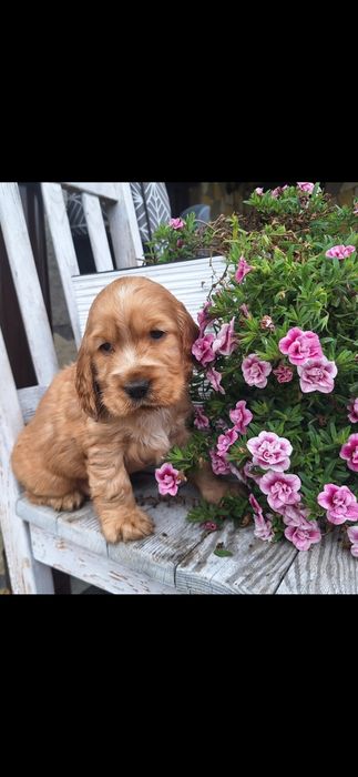 Cocker spaniel angielski