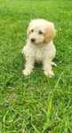 Suczka Cockapoo  .