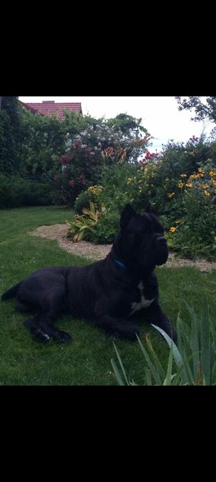 Кане Корсо в`язка