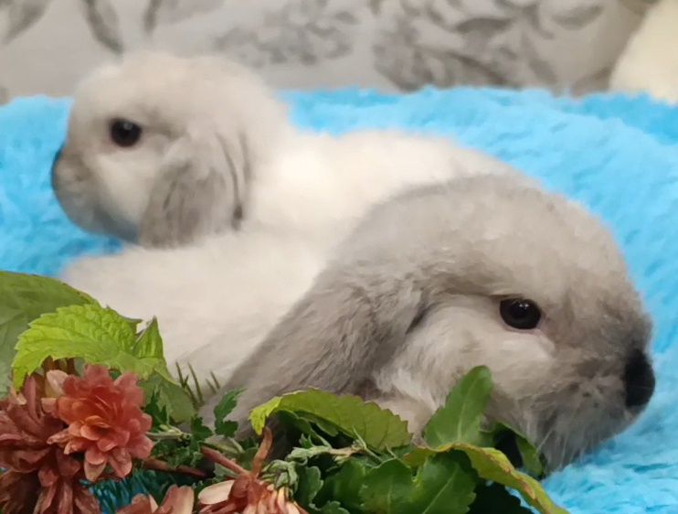 Малята, голландський кролик, міні