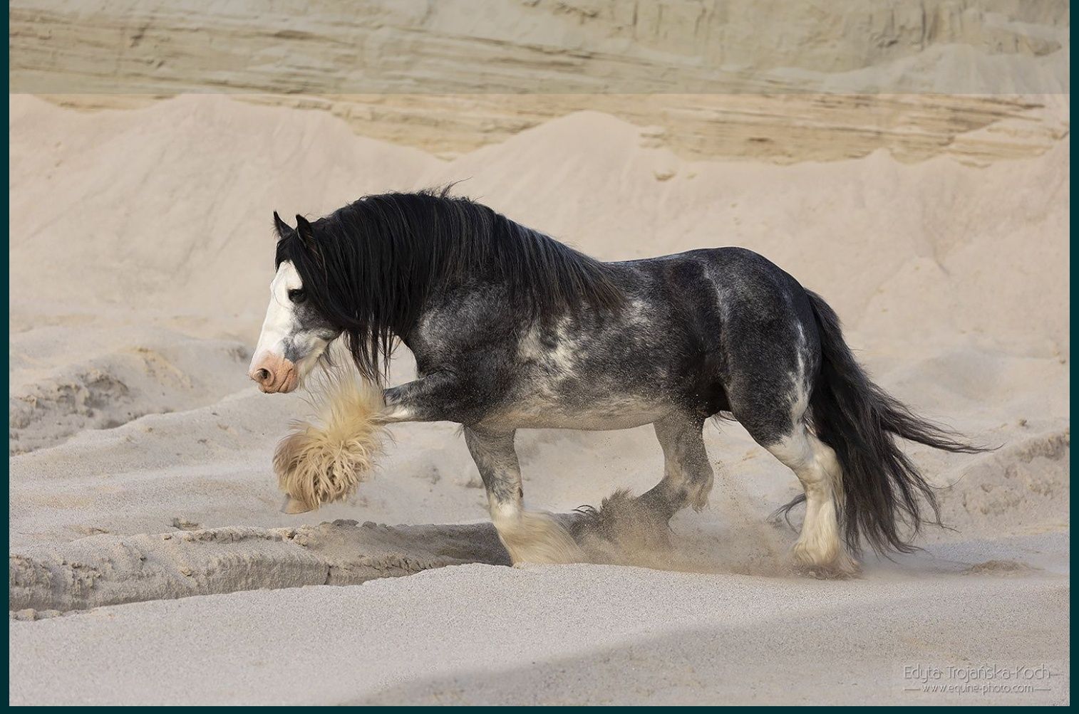 Klacz, 6 lat, w ciąży, Tinker Irish Cob