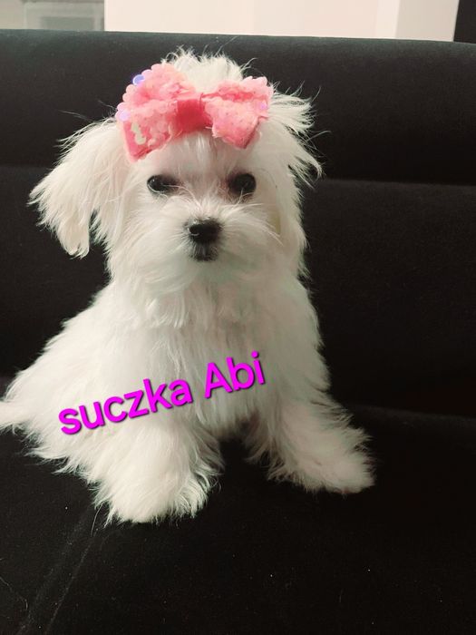 Malutkie mini maltanczyki  odbiór 28 listopad 2025r drugi miot