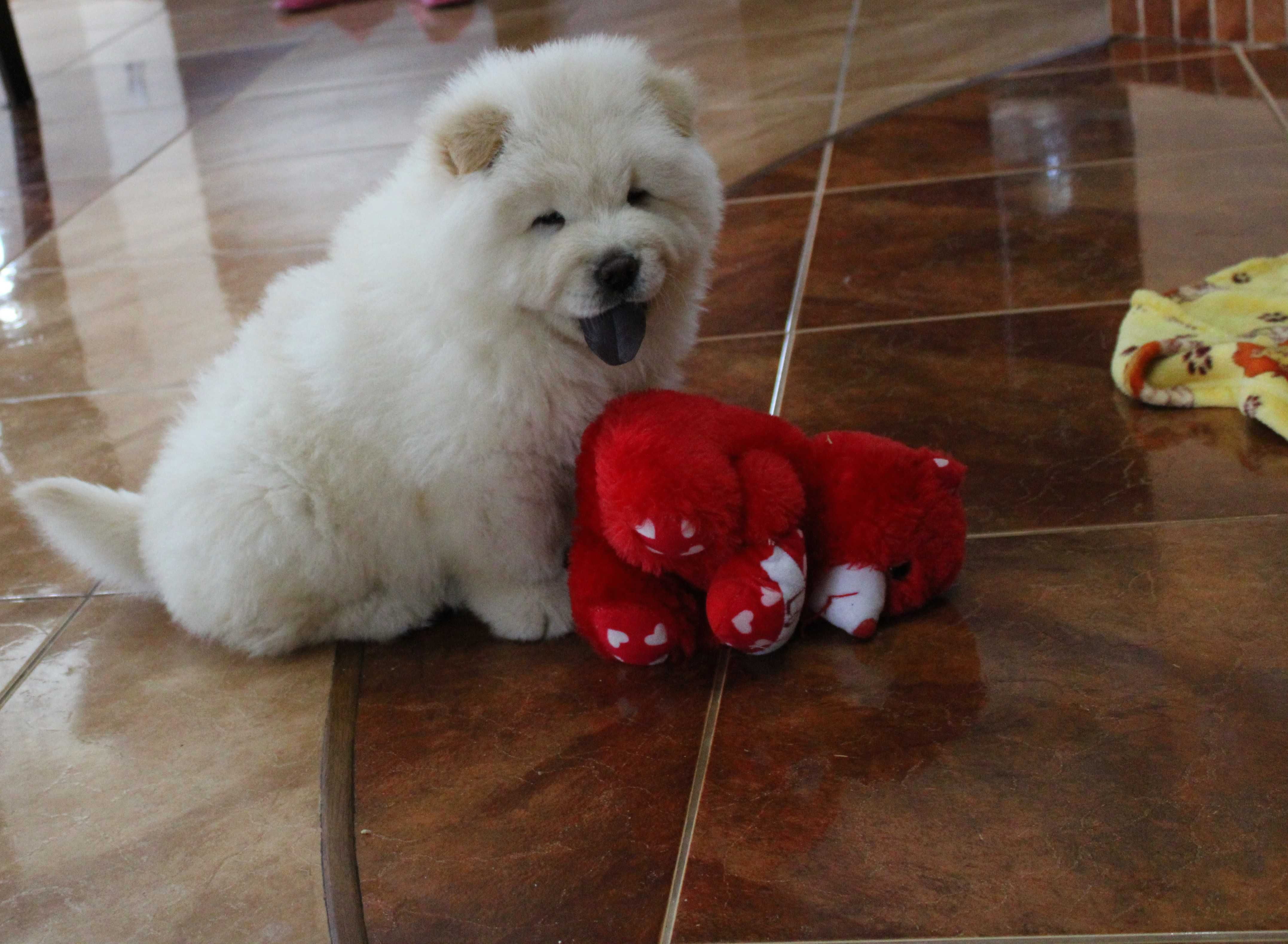 Piesek chow chow