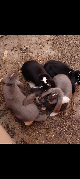 Sprzedam samice baran francuski