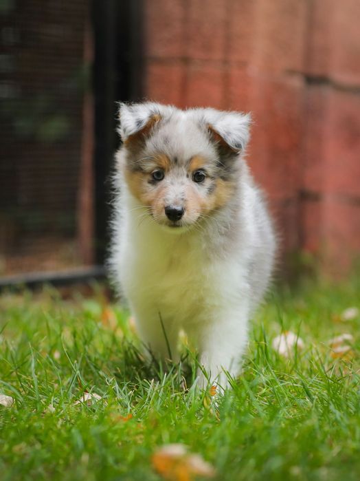 Owczarek Szetlandzki Sheltie suczka sport Warszawa