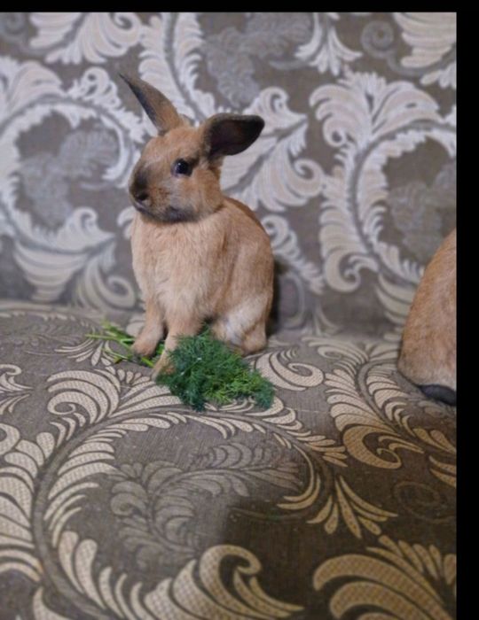 Кролики декоративні