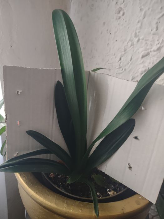 Kliwia pomaranczowa.Wysylka tylko do 18.11