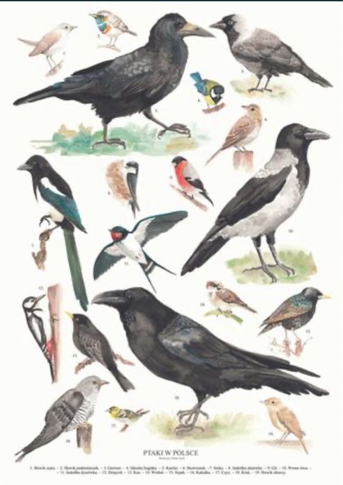 Plakat Ptaki w Polsce A2