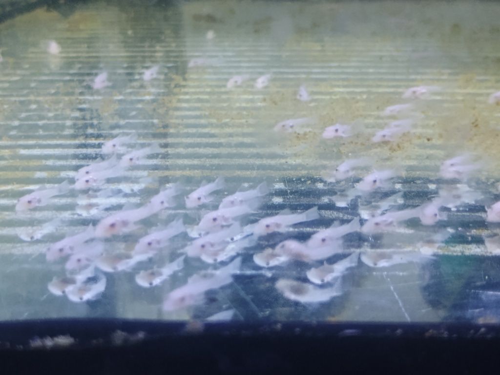 Mlode ancistrus snow white