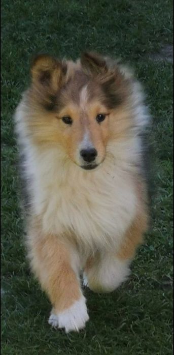 Owczarek szkocki Collie długowłosy SUNIA