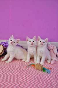 Білі кошенята БЕЗКОШТОВНО ( котёнок, котик, кошка, киця)