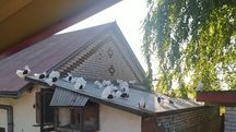 Gołębie pawiki ozdobne