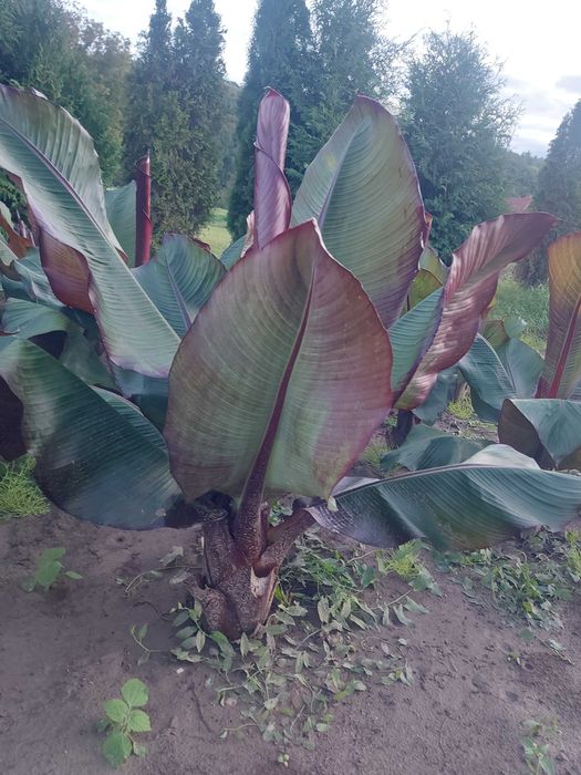 Sadzonki bananowiec Maurelii