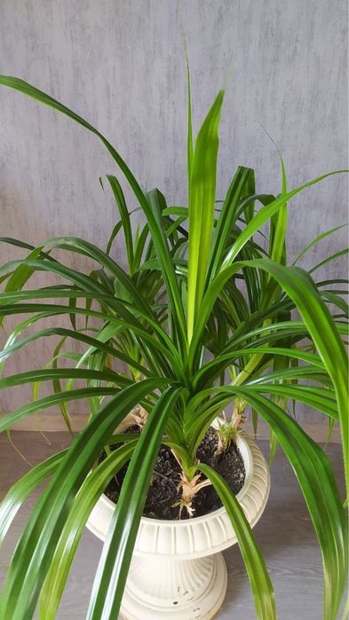 Большой комнатный вазон панданус или винтовая пальма