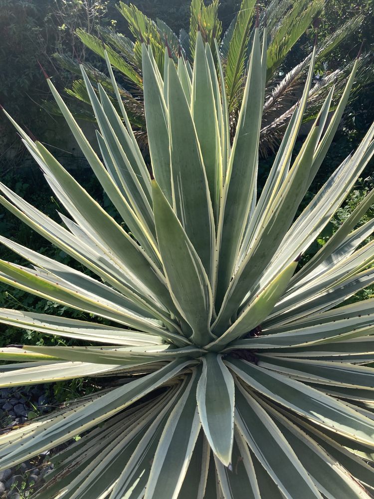 Agaves pequenos Suculenta