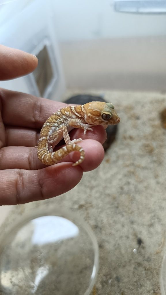 Paroedura picta - Gekon madagaskarski- urocze samczyki (stripe i amel)