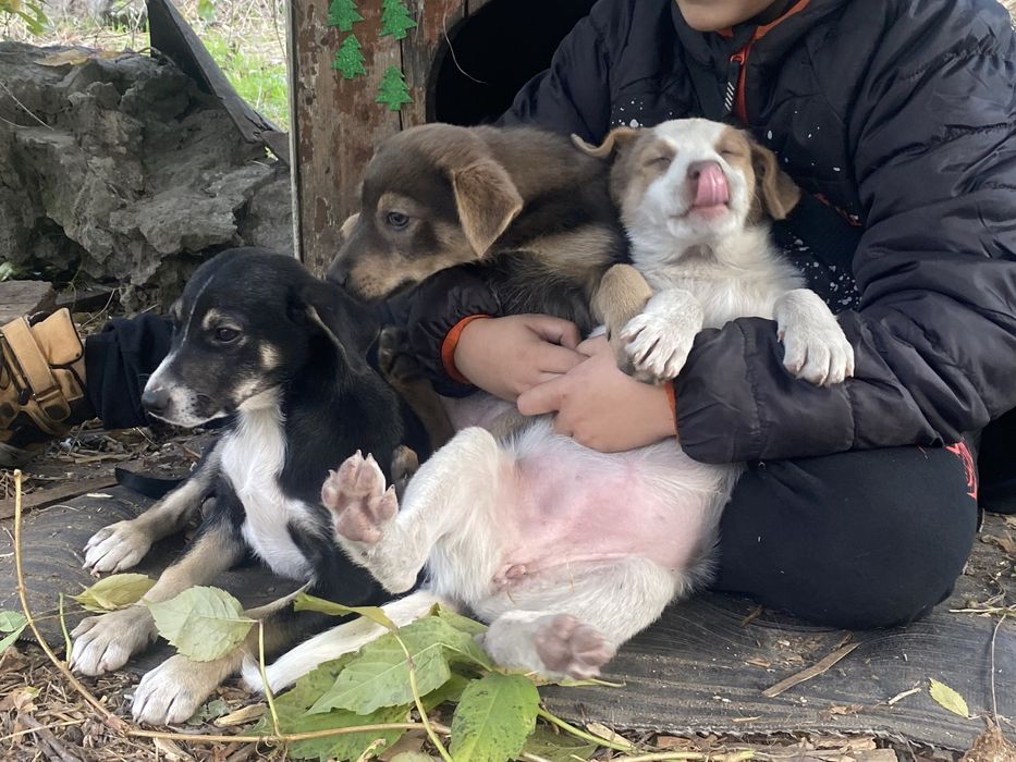 Щенки породы переводнячок