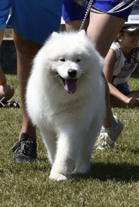 Samoyed szczenię z rodowodem
