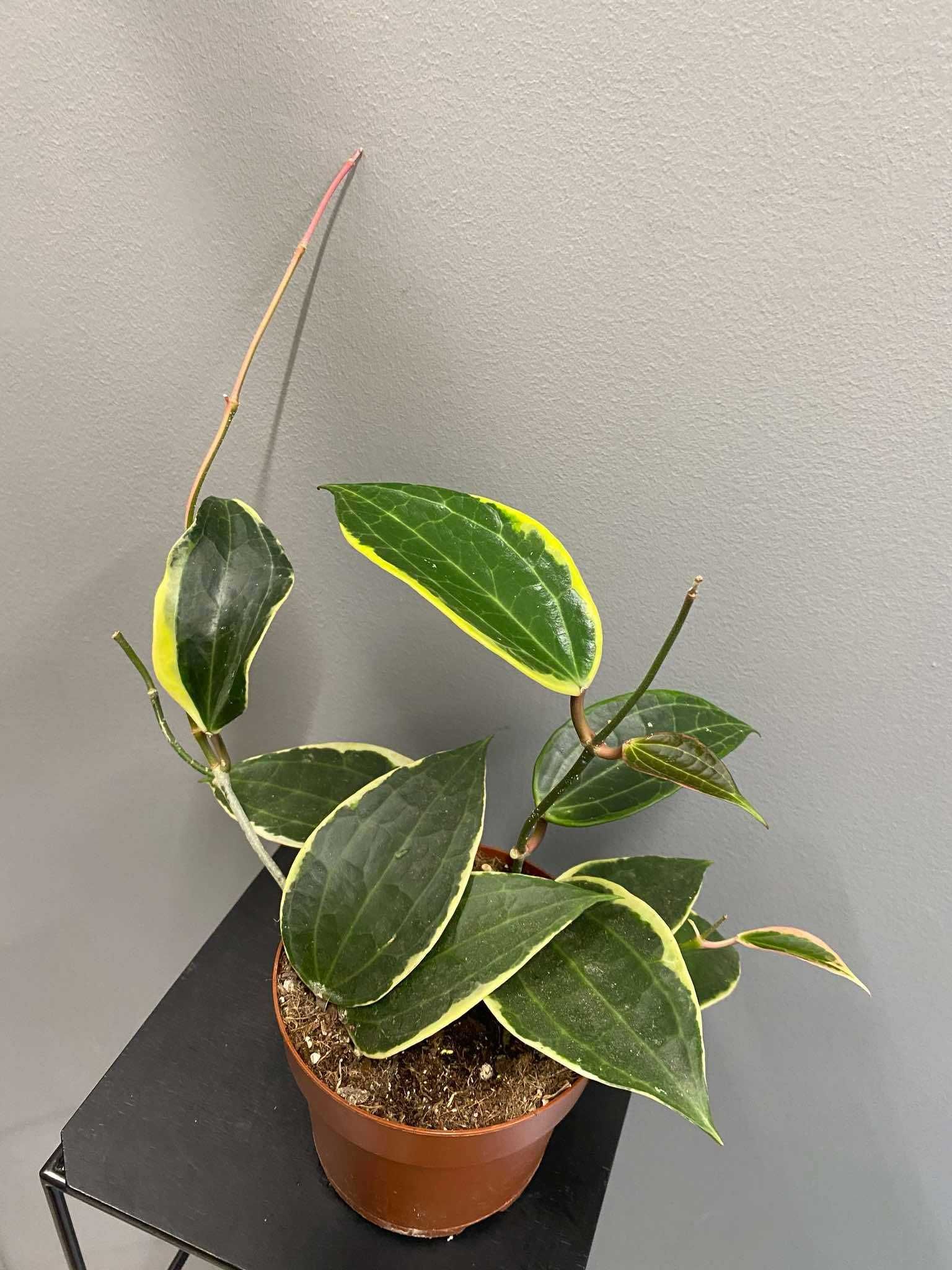 Hoja Macrophylla albomarginata Hoya