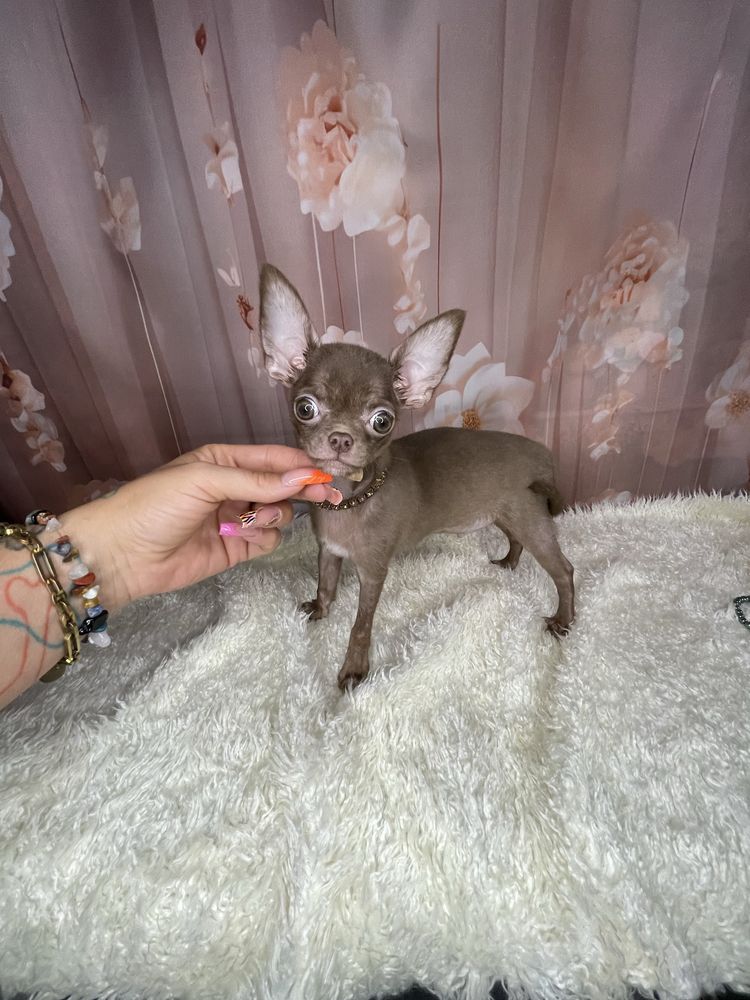 Chihuahua***Piękny***Maleńki***Komplet***Szczepień