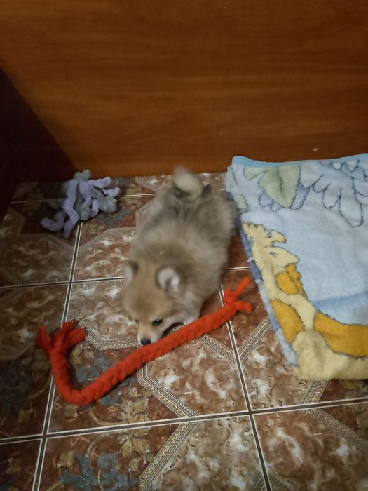 Szpic maly piesek 3 miesiące.