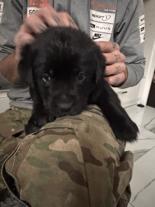 Do oddania szczeniaki labradora