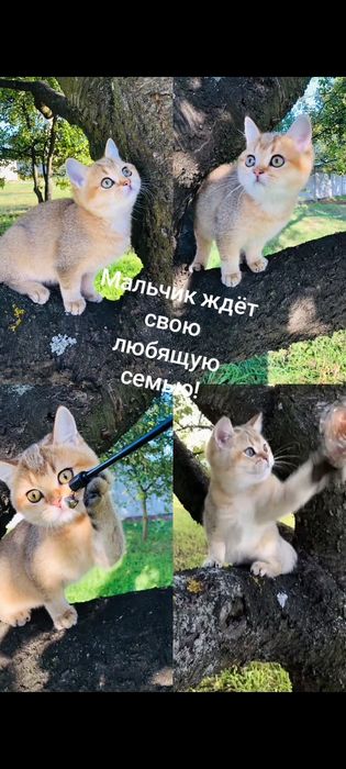 Золотая шиншилла. Чудесный мальчик. Купить в Киеве в Украине.Питомник