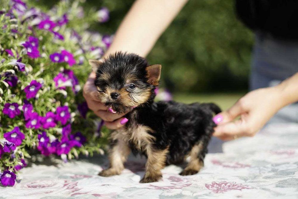 Хлопчики та дівчатка йорки