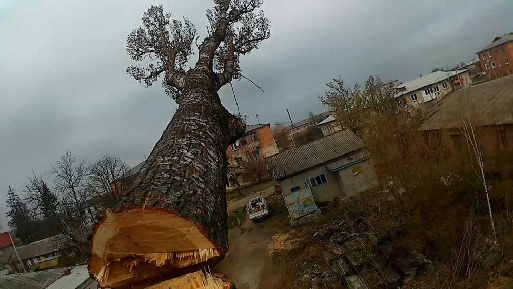 Зрізання аварійних дерев