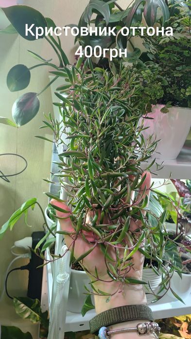 Продаю свої рослини