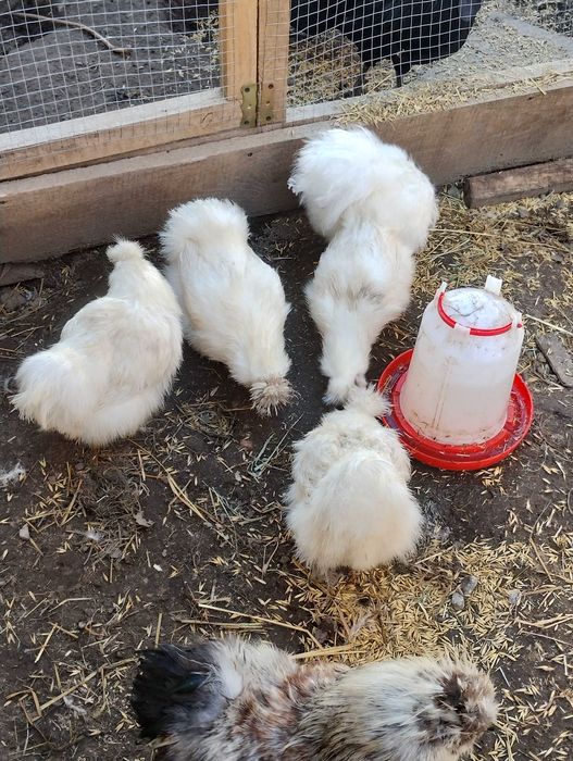 Jaja legowe Ayam Cemani, Silka oraz Fenis.