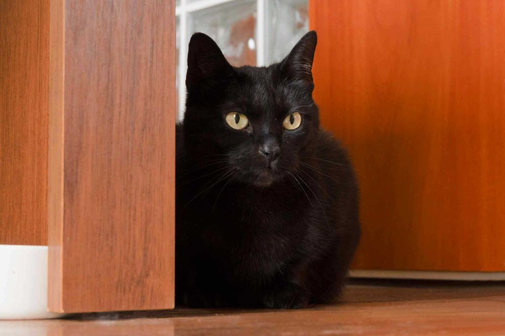 Sana szuka domu! Fundacja "Stawiamy na Łapy"