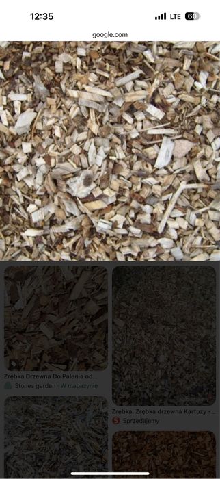 Oddam za darmo swiezo cieta zrebke lisciasta