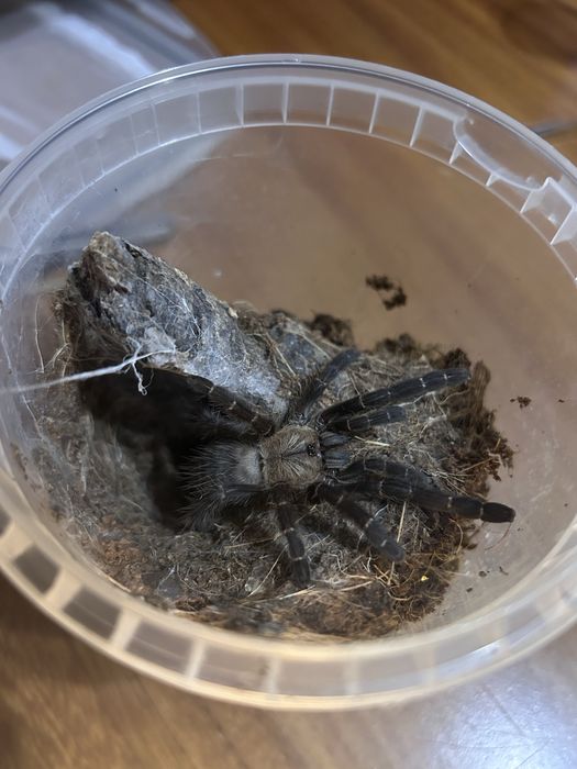Phormingochilus hati hati [ex. Cyriopagopus]