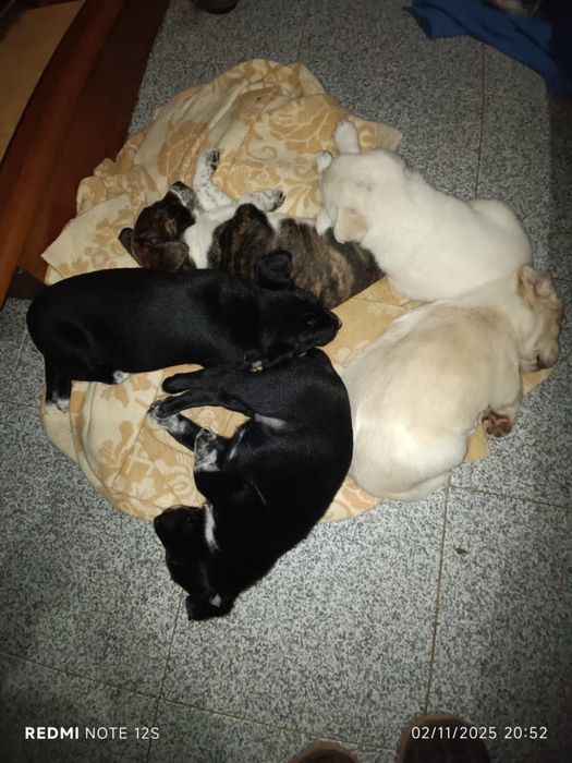 Cadelas para adoçao