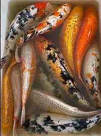 Narybek do zarybiania stawów wszelkie ryby +dekoracyjne 1-2zł szt