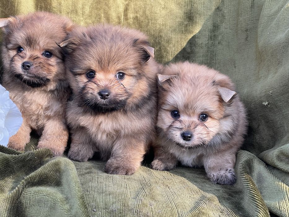 Дівчатка метис шпійорк