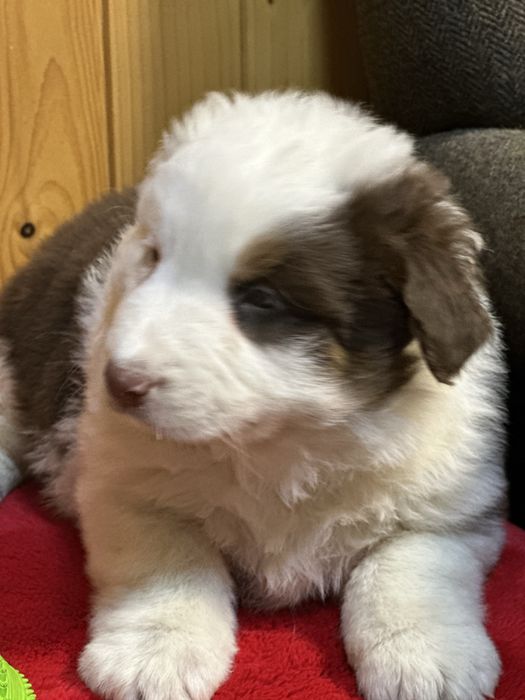 Border collie unikatowy piesek