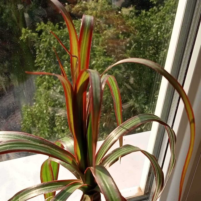 Алаказія, каланхое томентоза, драцена маргіната.