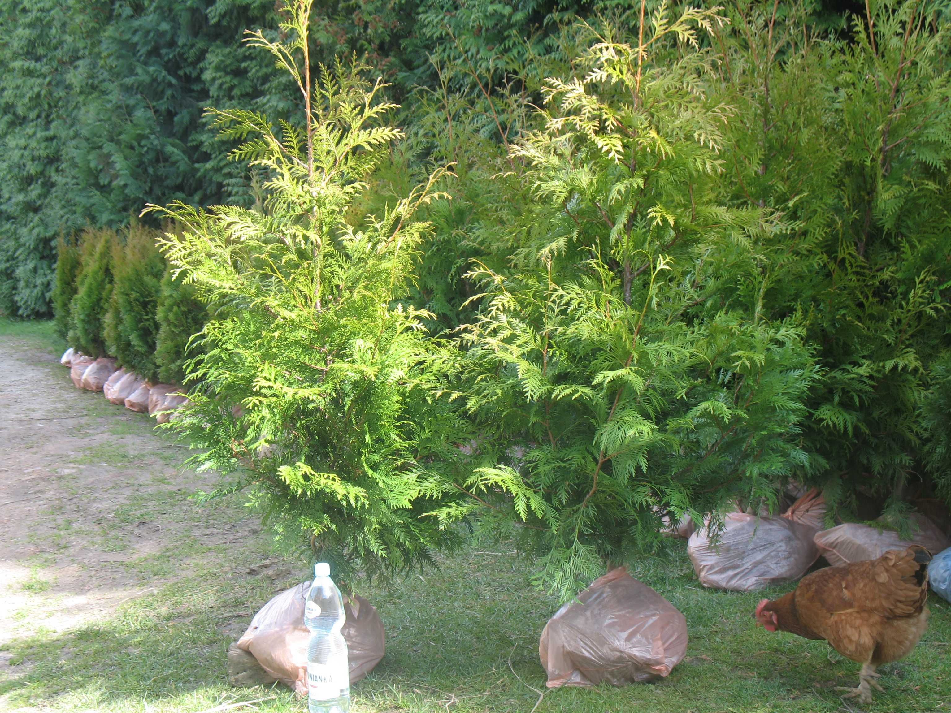 Tuja Brabant 120 cm (tuje, thuje, krzewy ozdobne, iglaki)