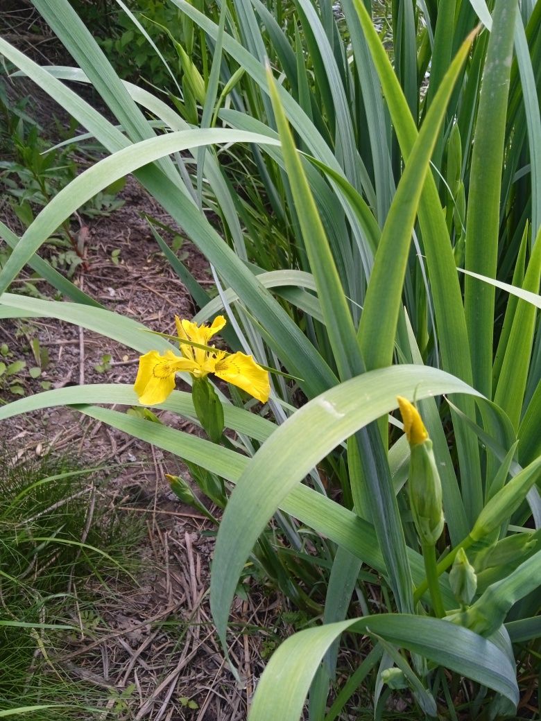 Ирис  болотный Iris pseudacorus L.