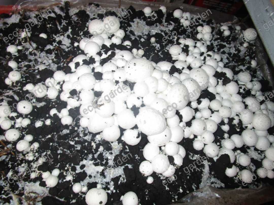 Grzybnia Pieczarki XXL
