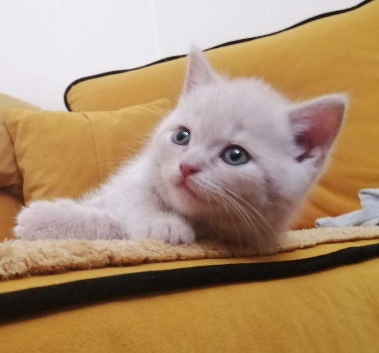 Kocurek brytyjski krótkowłosy