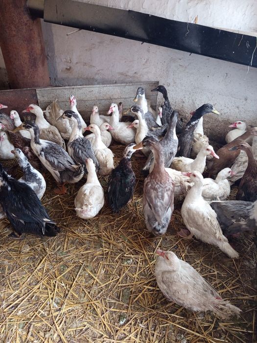 Kaczory ruańskie młode biegus indyjski,kaczki piżmowe,staropolskie