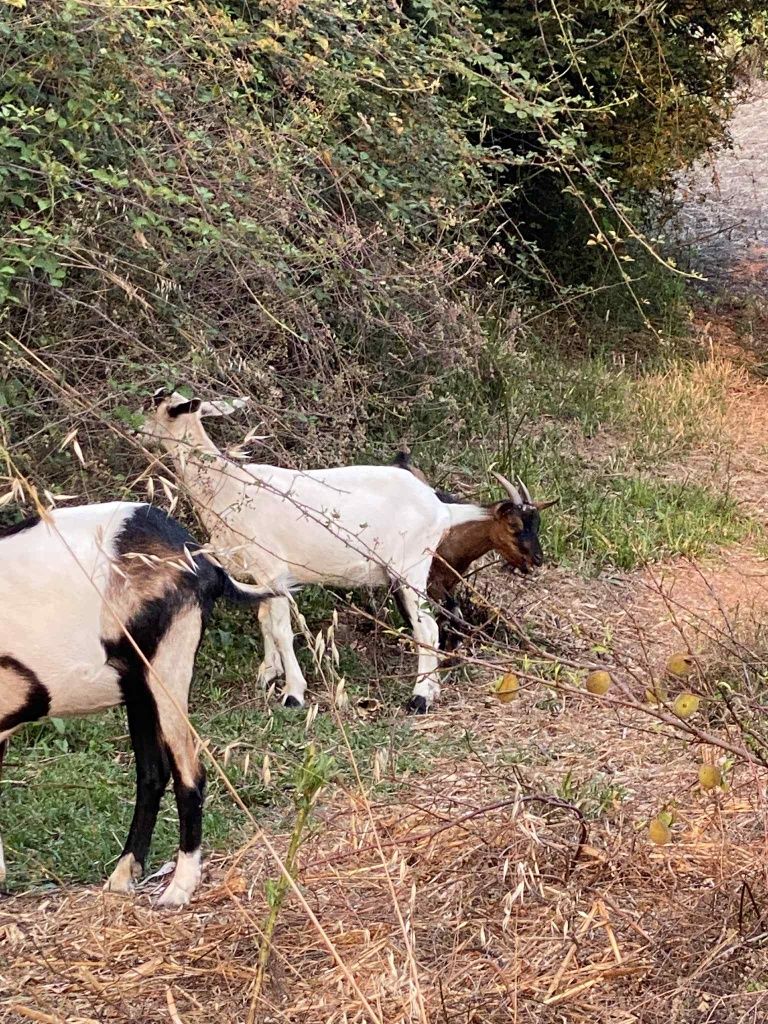 Cabras anãs machos e fêmeas