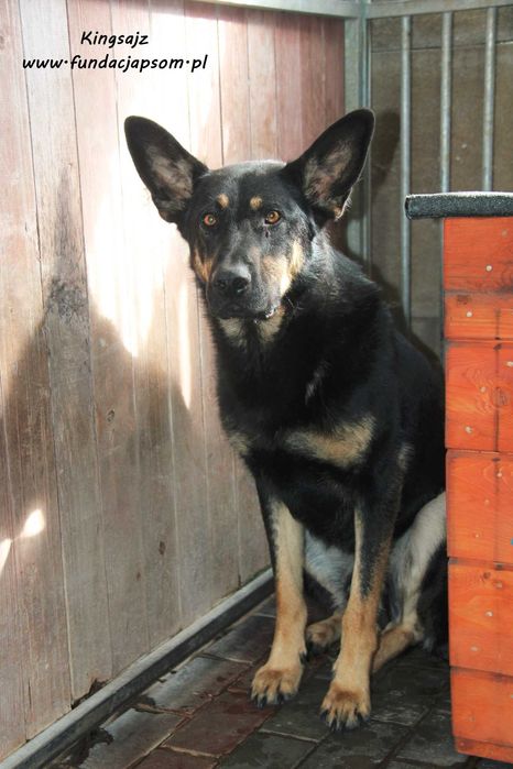 Kingsajz - skromny psiak