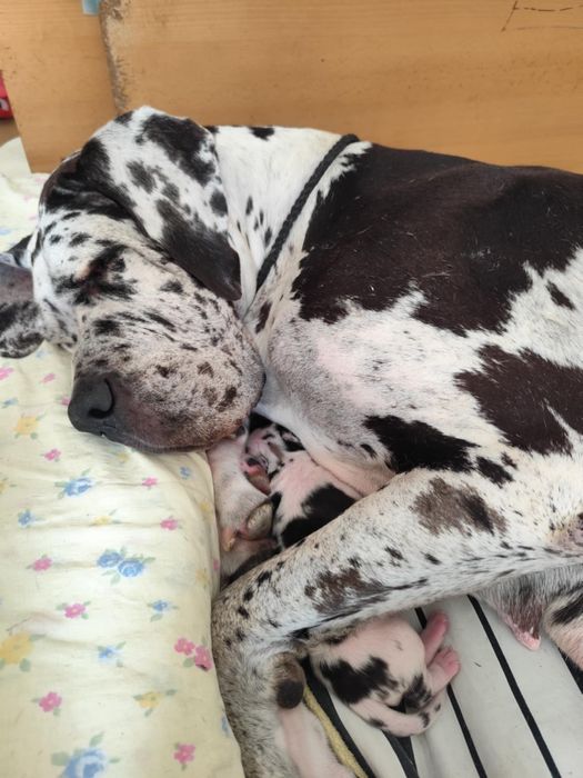 Dog niemiecki szczenięta suczka arlekin ZKWP  FCI