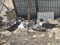 Patos mudos 3/4 meses
